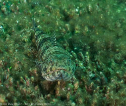 BD-090928-Lembeh-9284771-Synodus-variegatus-(Lacepède.-1803)-[Variegated-lizardfish].jpg